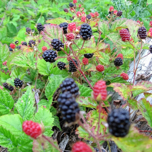 Trailing Blackberry Fruit Seeds