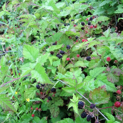 Trailing Blackberry Fruit Seeds