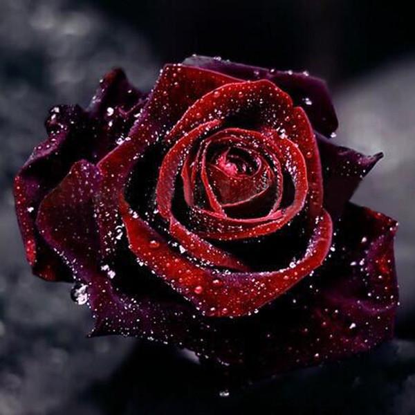 True Blood Black Rose Seeds