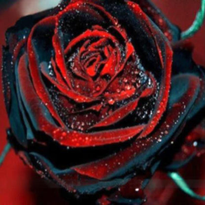 True Blood Black Rose Seeds