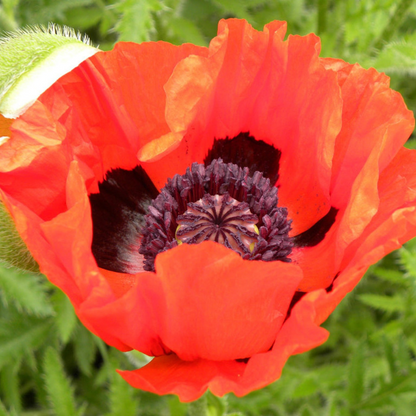 Turkish Poppy Seeds