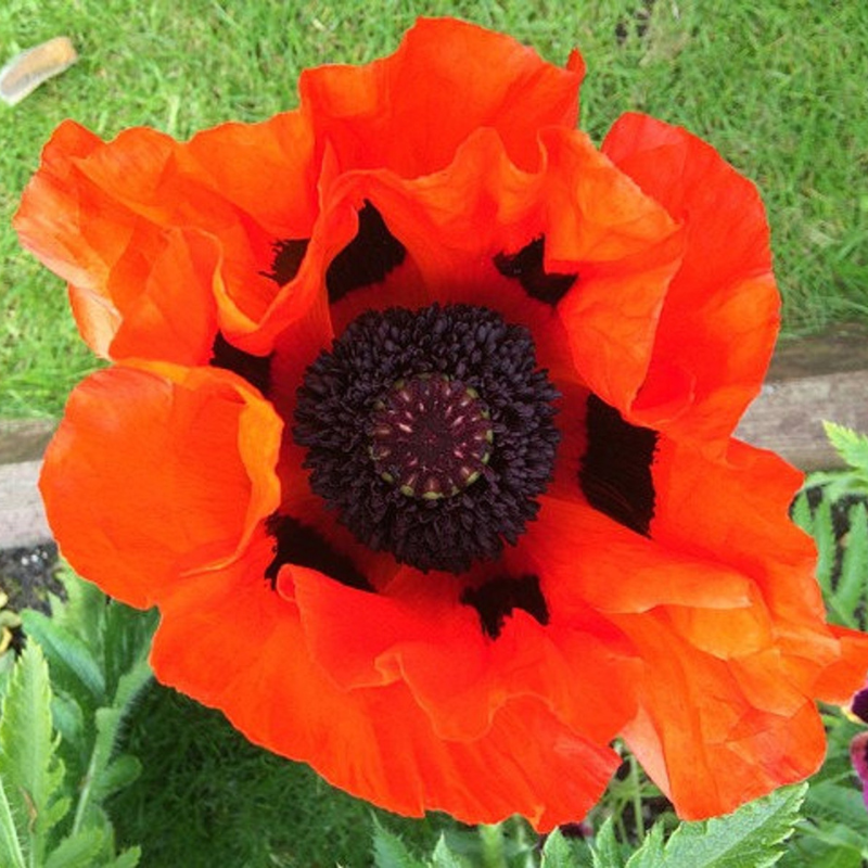 Turkish Poppy Seeds