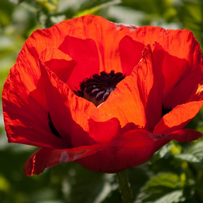 Turkish Poppy Seeds