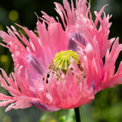 Papaver Somniferum Setigerum Seeds