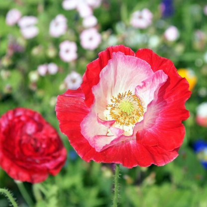 Papaver Somniferum Setigerum Seeds