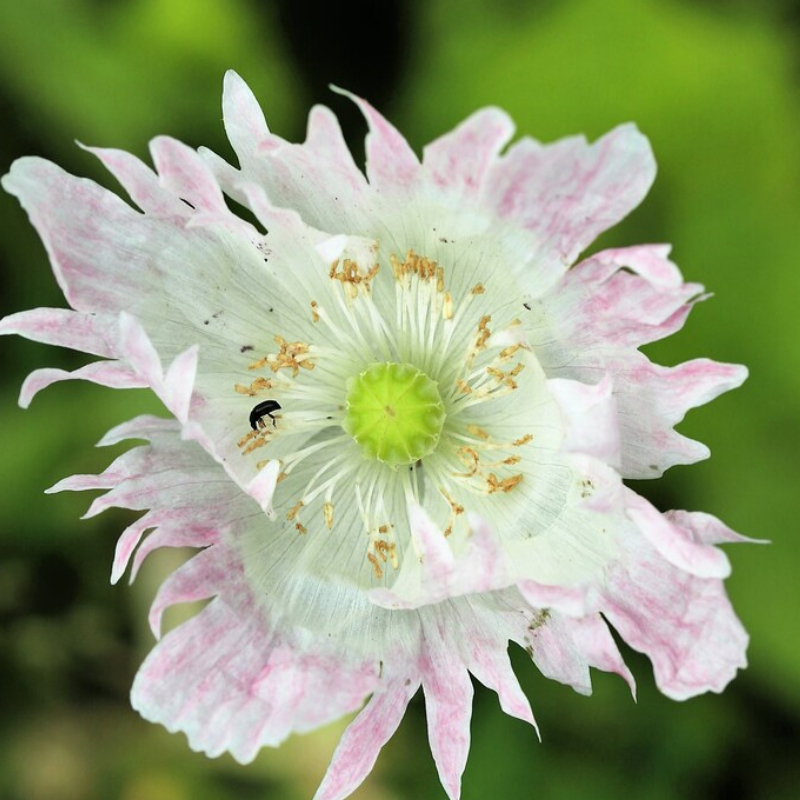 Papaver Somniferum Setigerum Seeds