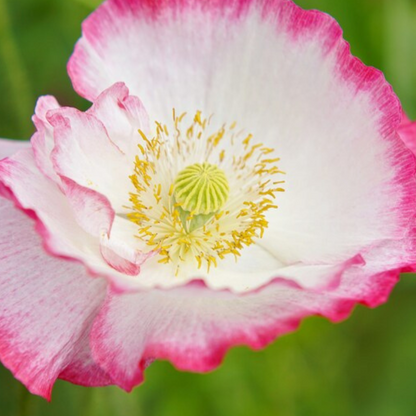 Papaver Somniferum Setigerum Seeds