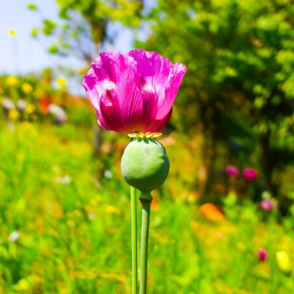 Papaver Somniferum Setigerum Seeds