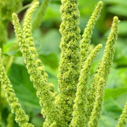 Amaranthus Seeds