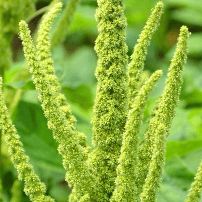 Ornamental Amaranth Seeds