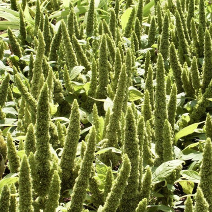 Amaranthus Seeds