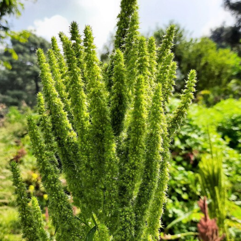 Amaranthus Seeds