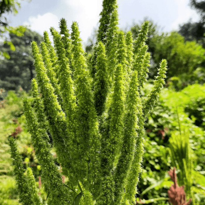 Ornamental Amaranth Seeds