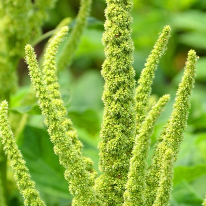 Amaranthus Seeds