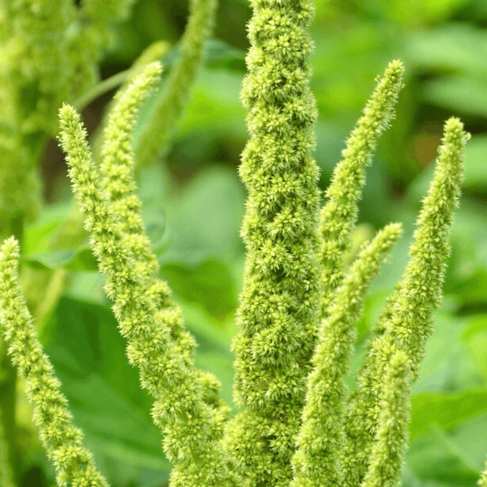 Ornamental Amaranth Seeds
