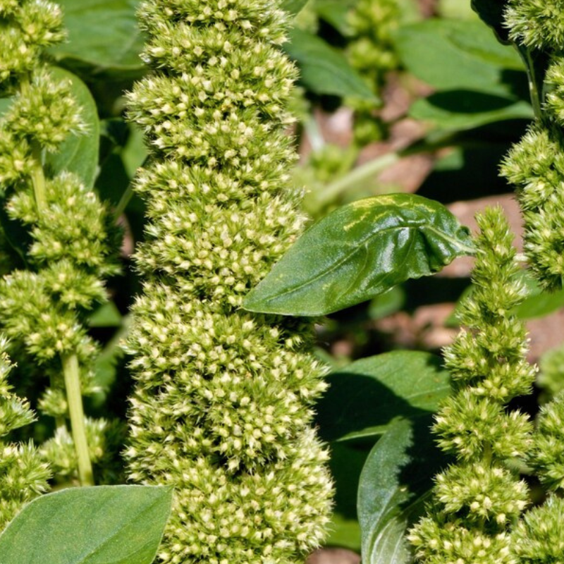 Amaranthus Seeds