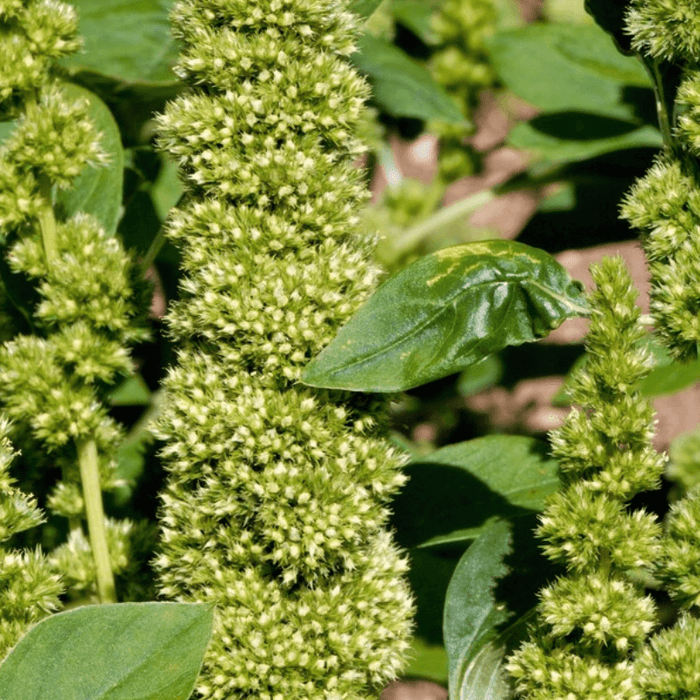 Ornamental Amaranth Seeds