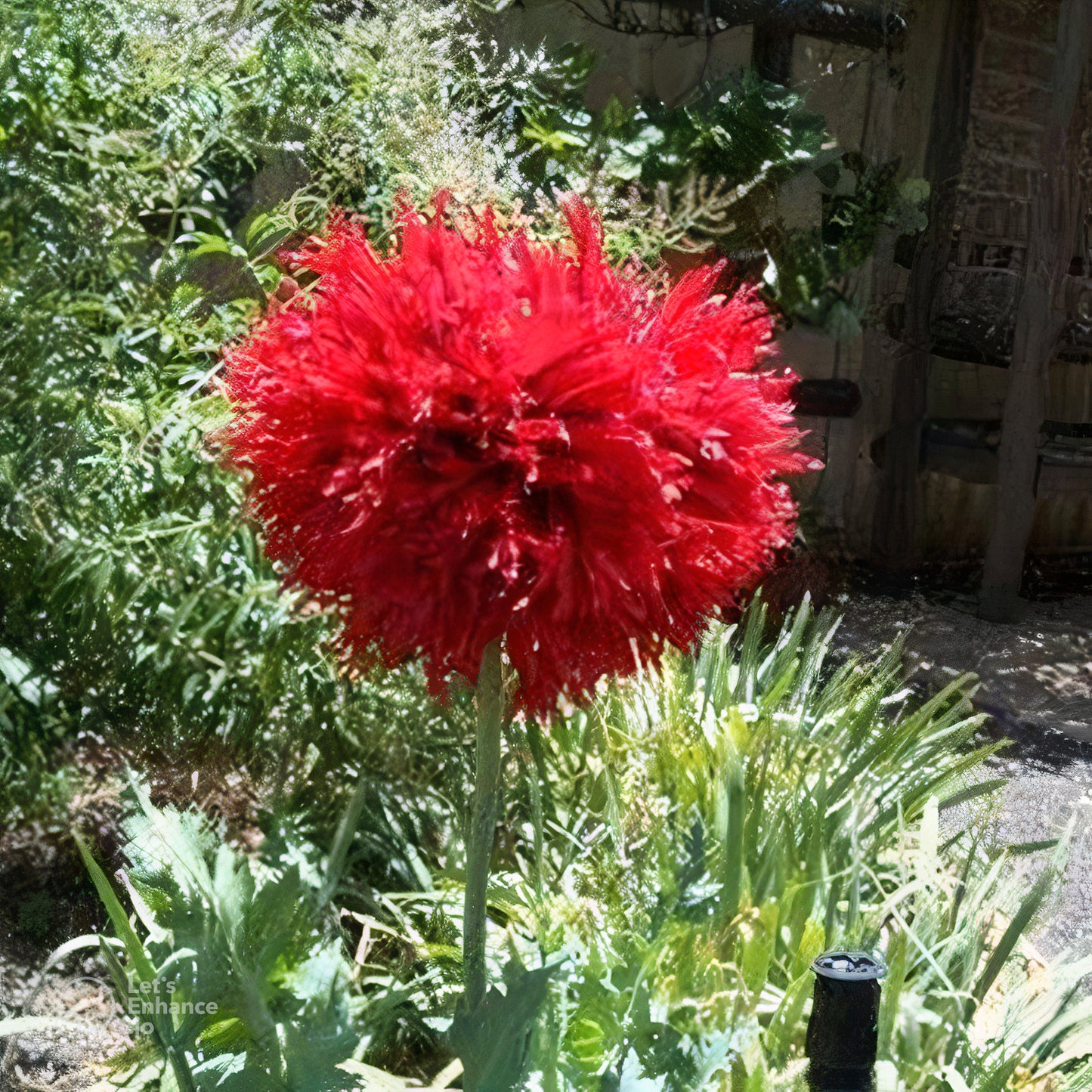 Oase Peony Poppy Seeds