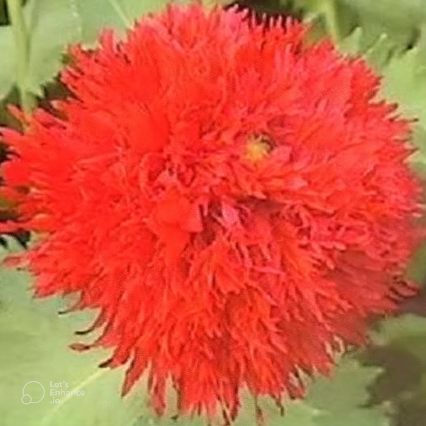 Oase Peony Poppy Seeds