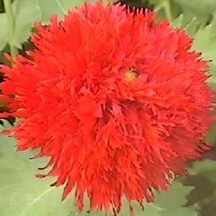 Oase Peony Poppy Seeds