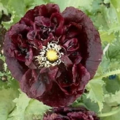 Papaver Peoniflorum Seeds