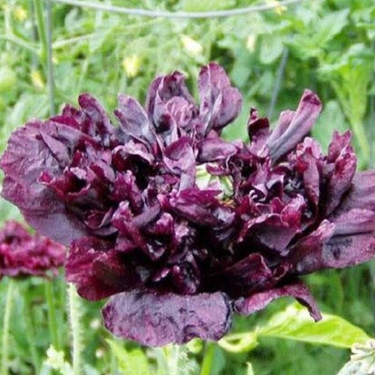 Papaver Peoniflorum Seeds