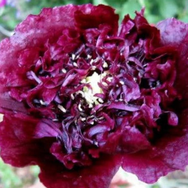 Papaver Peoniflorum Seeds