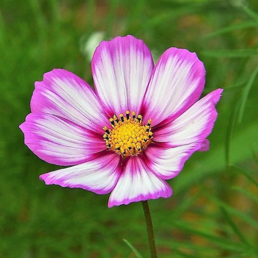 Candy Stripe Cosmos Seeds