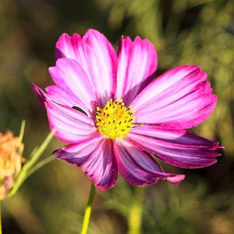 Candy Stripe Cosmos Seeds