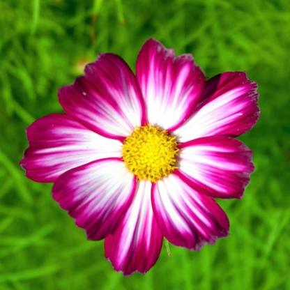 Candy Stripe Cosmos Seeds