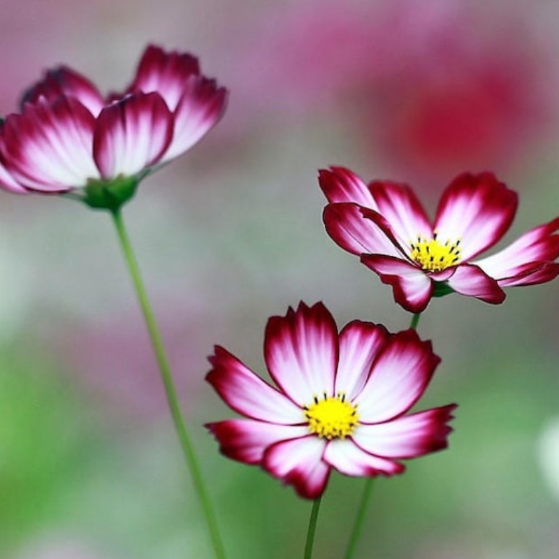 Candy Stripe Cosmos Seeds