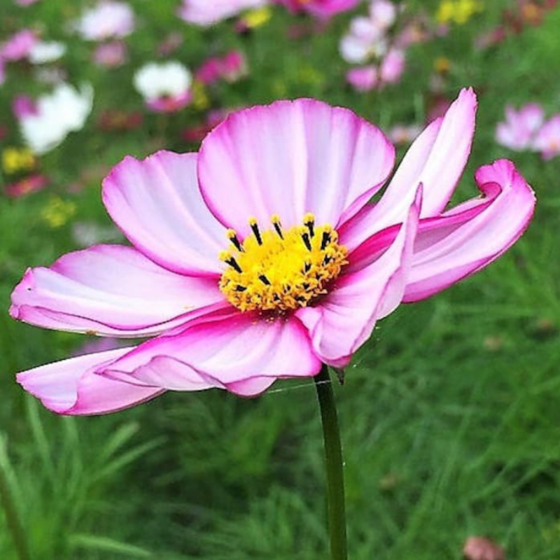 Candy Stripe Cosmos Seeds