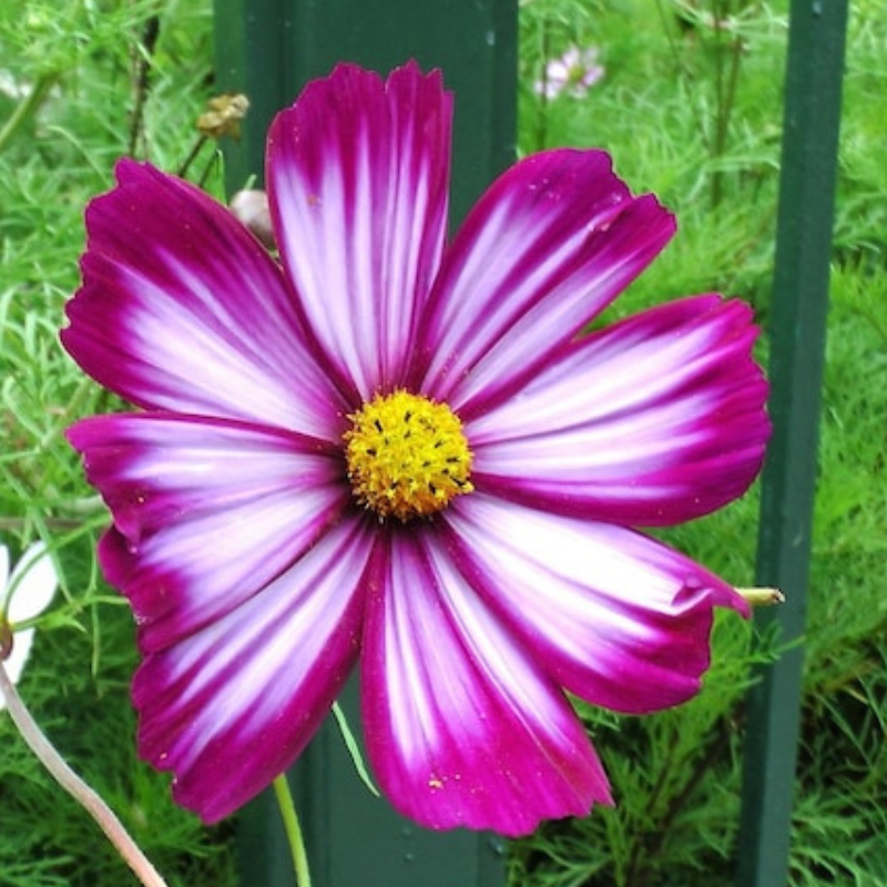 Candy Stripe Cosmos Seeds