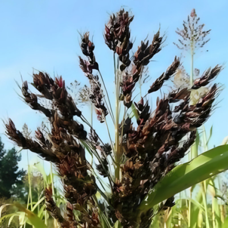 Uprights Sorghum Vegetable Seeds