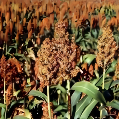 Uprights Sorghum Vegetable Seeds