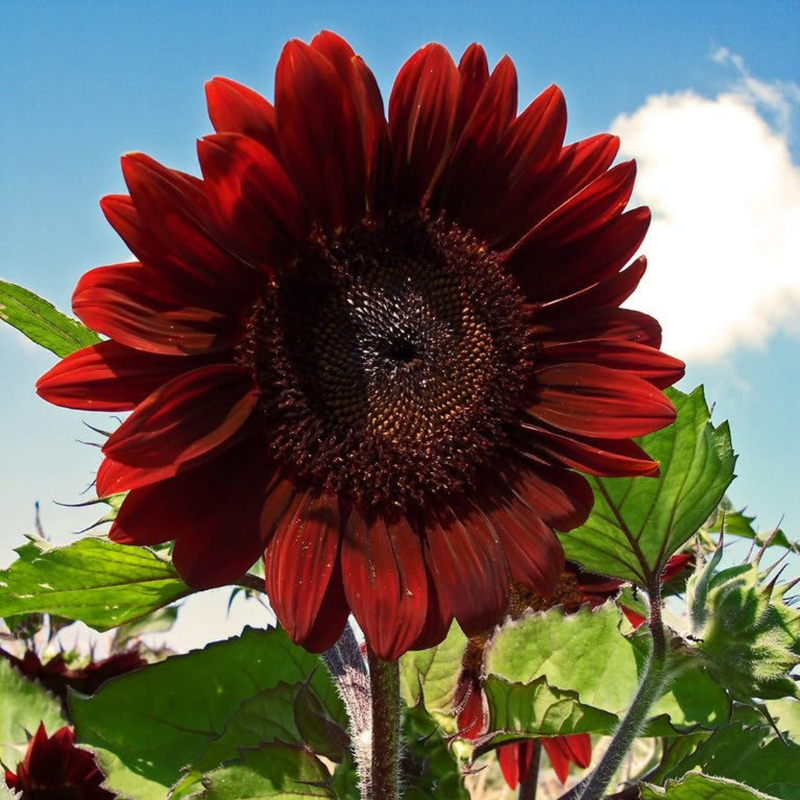 Velvet Queen Sunflower Seeds