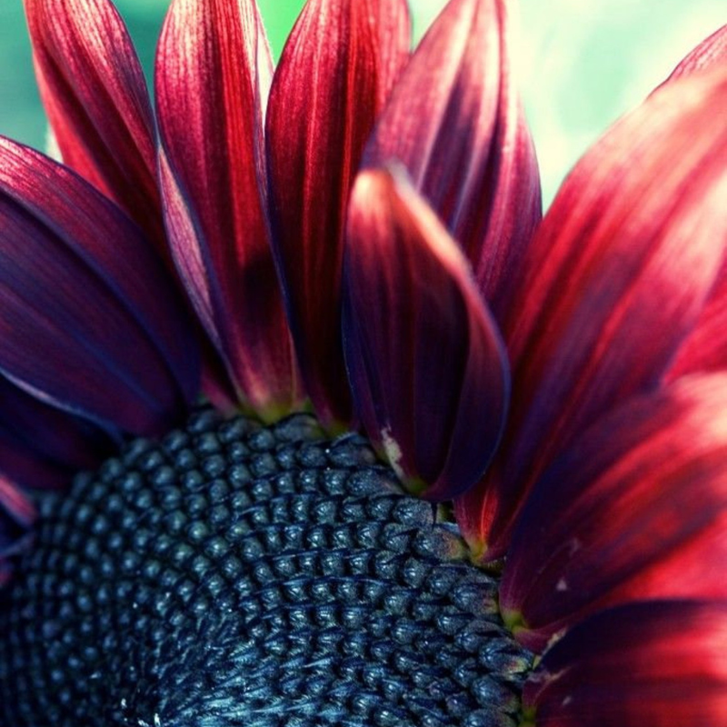 Velvet Queen Sunflower Seeds