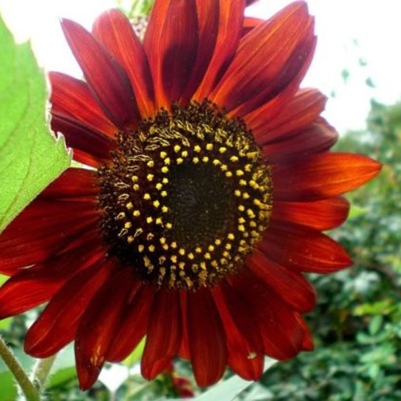 Velvet Queen Sunflower Seeds