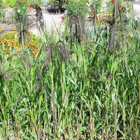 Panic Grass Millet Seeds