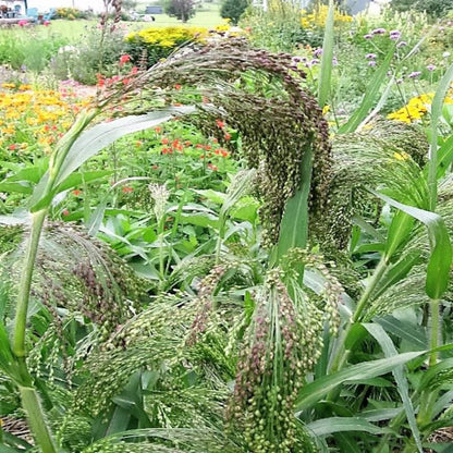 Panic Grass Millet Seeds