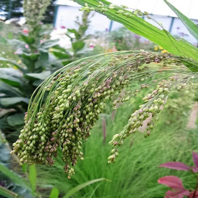 Panic Grass Millet Seeds