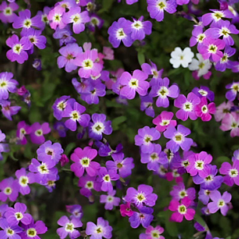 Virginia Stock Flower Seeds