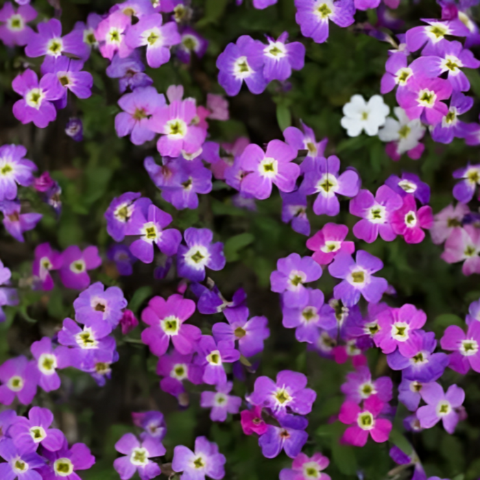 Fragrant Virginia Stock Seeds