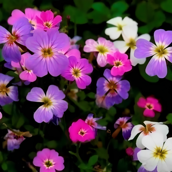 Fragrant Virginia Stock Seeds