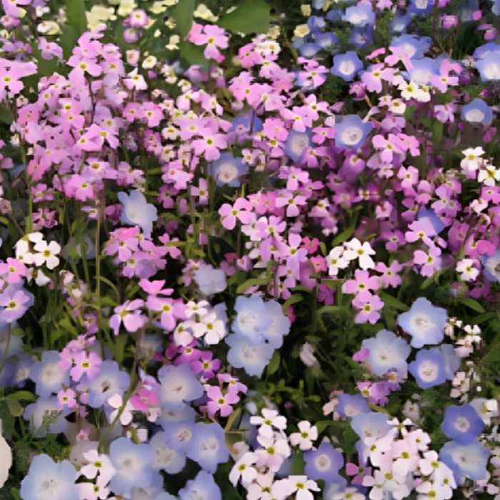 Fragrant Virginia Stock Seeds