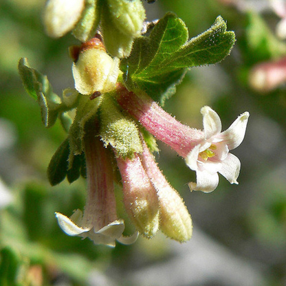 Wax Currant Fruit Seeds