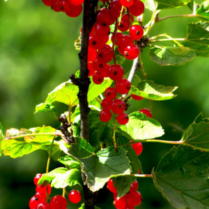 Wax Currant Fruit Seeds