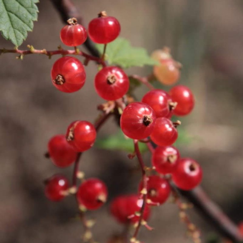 Wax Currant Fruit Seeds