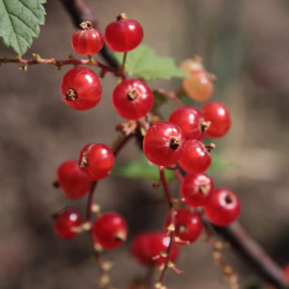 Wax Currant Fruit Seeds