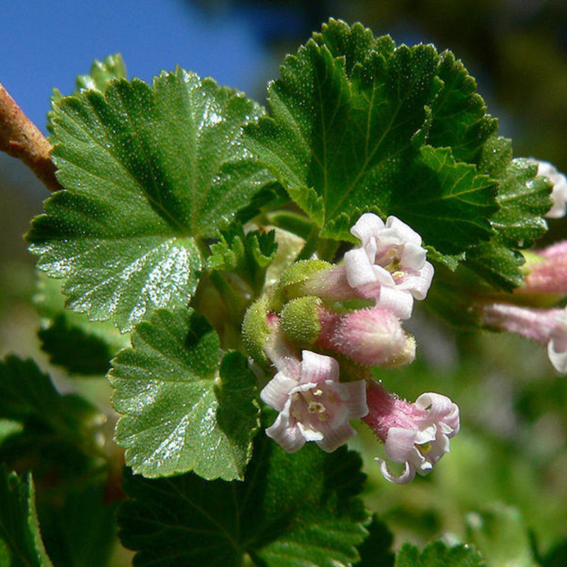 Wax Currant Fruit Seeds